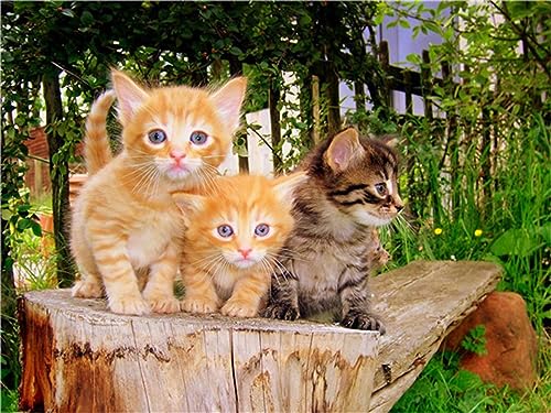 Broderie diamant chat grand format avec strass brillants
