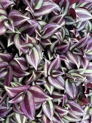 Live Wandering Jew Plant - Tradescantia Zebrina Starter Plants - Pack of 10 Healthy and Pest-Free Vibrant Purple Foliage Perfect for Home & Garden Easy-Care Indoor/Outdoor Houseplant