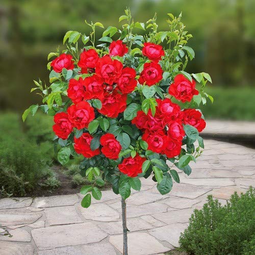 Royal Paradise Garden Rare 1 Healthy Live Plant Kordes Standard Black Forest Rose (B08JHFRKM3) Amazon Price History, Amazon Price Tracker