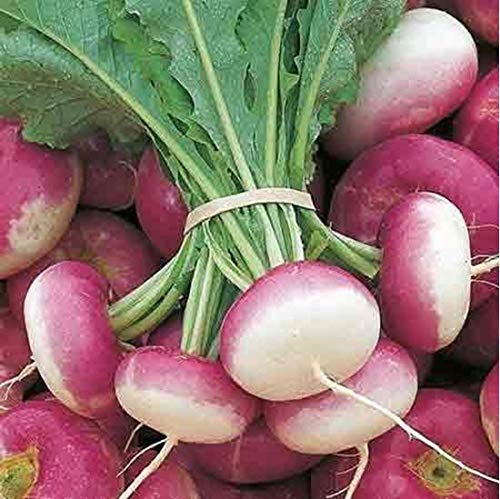 Creative Farmer Vegetable Seeds Turnip (????) - Purple Top Seeds - Turnip Purple Seeds Home Garden Seeds (B07N46Y7BS) Amazon Price History, Amazon Price Tracker