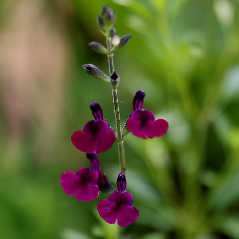 Plant Theory 9cm Pot Salvia Nachtvlinder Salvia Perennial