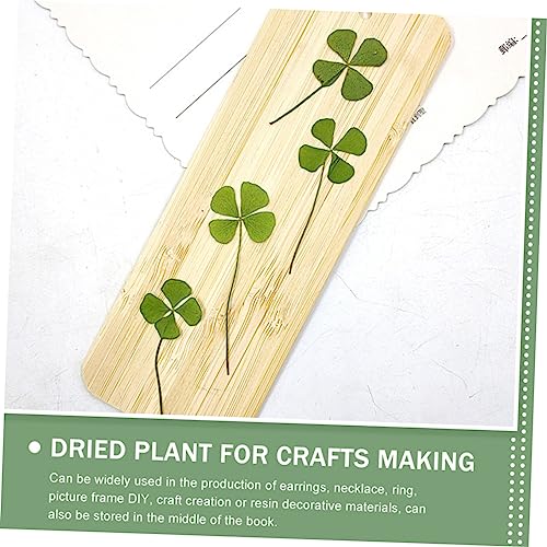 Dígitos naturales prensados de trébol de cuatro hojas 24 pcs miniatura 7