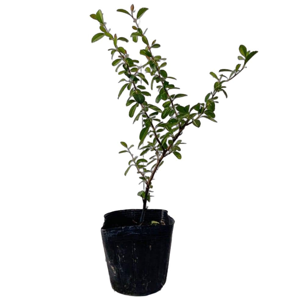 hana様ご購入苗★★㉕-95㉕-104㉕-225㉕-242㉕-270㉕-291 hana様ご購入苗㉕-95㉕-104㉕-225㉕-242㉕-270㉕-291