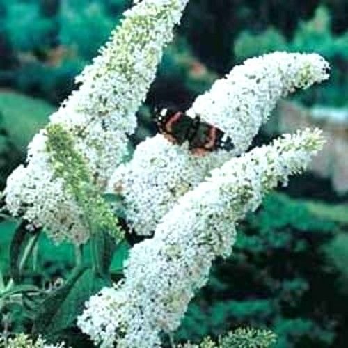 50 White Butterfly Bush Buddleia Davidii Flower Seeds (B012XMXUPY) Amazon Price History, Amazon Price Tracker