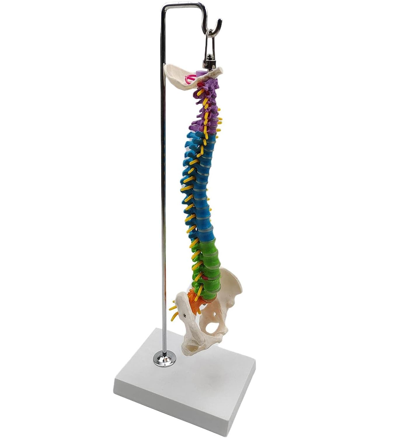 Modelo anatómico de esqueleto de columna vertebral humana con vértebras, nervios, arterias y soporte para demostración educativa y estudio
