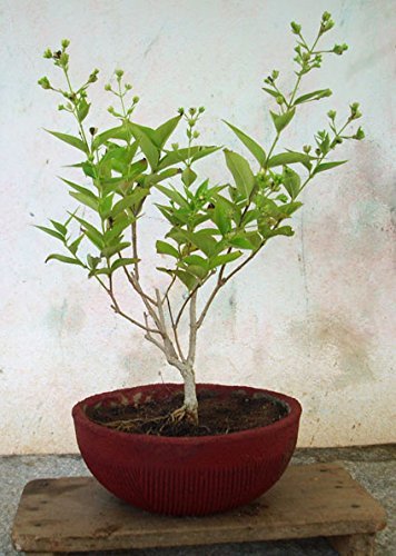 MVKR Live Raat Rani White flowering Plant (night queen jasmine tree) (B09SX1WRM4) Amazon Price History, Amazon Price Tracker