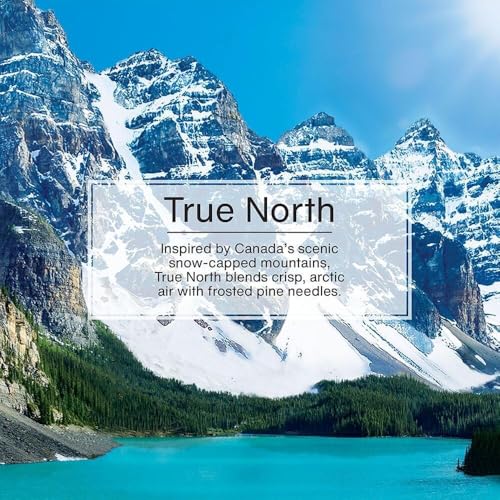 Image of Little Trees Air Fresheners, True North (Pack of 12)