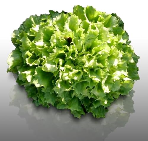 Lot de 1500 graines à semer - Le Grenier d'Abondance - Fan de Chicorées Scarole - 6 sachets individuels