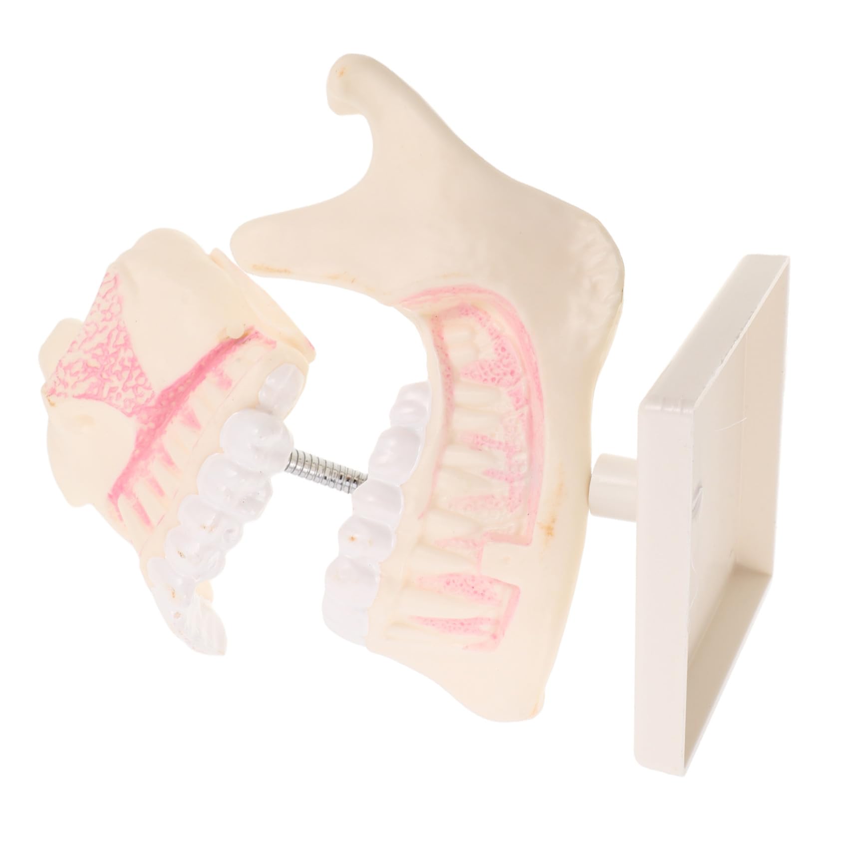 STOBAZA Modello di Denti Typodont per Odontoiatria Modello di Studio Dentistico in Plastica per Pratica Didattica Denti Finti per Apprendimento Orale