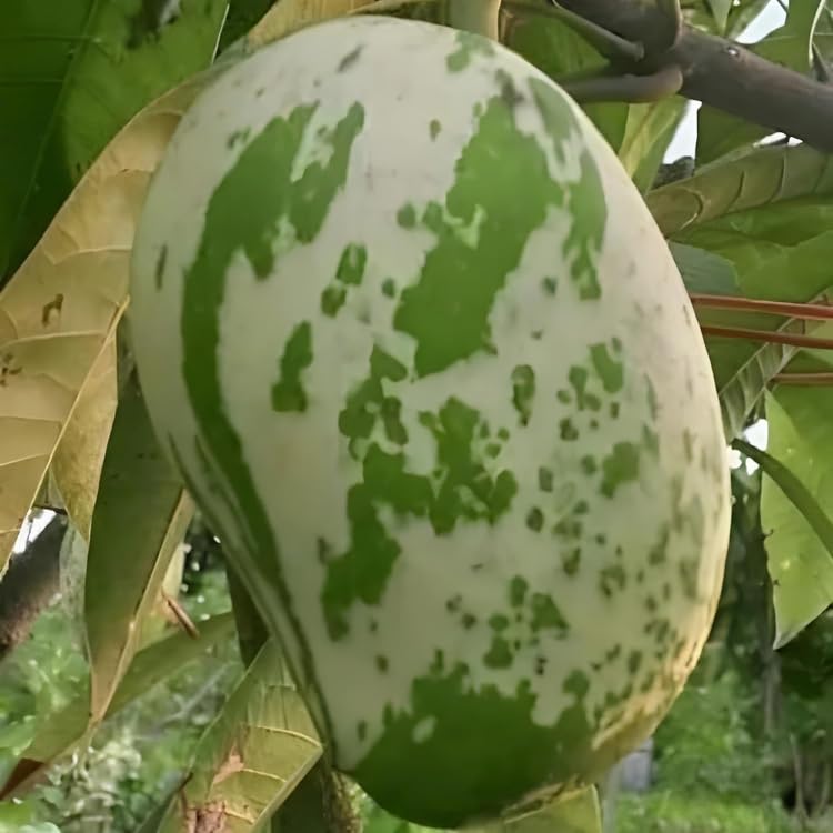 Image of Variegated Mango Live Plant - (Height 2-3 Feet) Ultimate Collection of Chalta Khas Thai Variety - Experience the Unique Beauty and Flavor of These Exquisite Trees for Your Home Garden