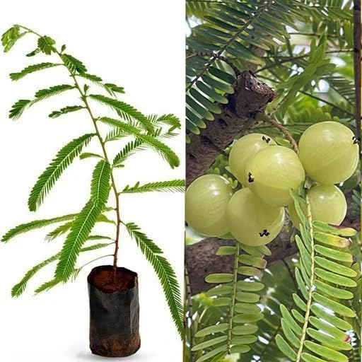 See full amazon price history chart for Amla Live Plant, Goosebery Plant, Amlaki Indian Fruit Plant, Medicinal Amla Plant ; 1 Live Healthy Plant With Pot Amla Live Plant, Goosebery Plant, Amlaki Indian Fruit Plant, Medicinal Amla Plant ; 1 Live Healthy Plant With Pot (B0D1P288LW) Amazon Price History, Amazon Price Tracker