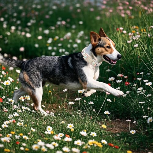DOGWONG Hundehalsband, Hunde Halsband für Kleine Mittlere und Große Hunde, Komfort Gemustertes Hundehalsbänder Verstellbares