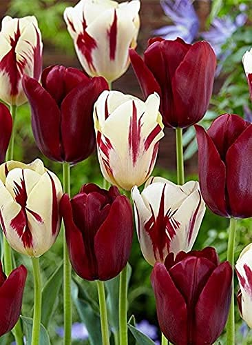 Siddhi Vinayak Gallery® Imported Variety mix color Tulip bulbs for home garden pack of 8 flower bulbs (B097KKK3HT) Amazon Price History, Amazon Price Tracker