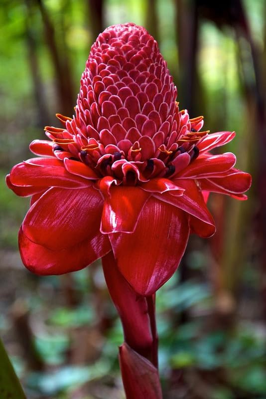 Torch Ginger Lily Flower bulbs for Home and Gardening Pack of 2 Bulbs-image-30