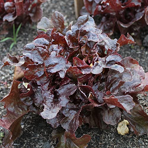 Ashley Leaf Lettuce Seeds - 1 G Packet ~850 Seeds - Non-Gmo, Heirloom - Vegetable Garden - Lactuca Sativa #TOP27