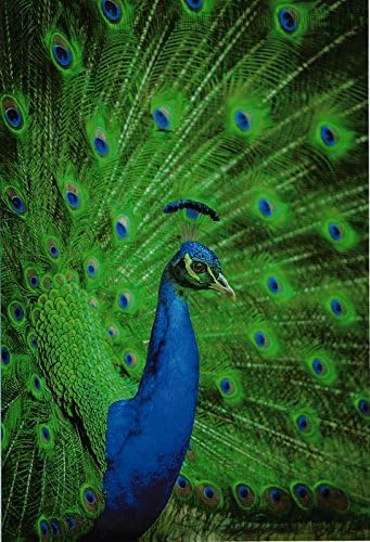 10x13 (200) Blue Peacock Designer Poly Mailers Shipping Envelopes Boutique Custom Bags By ValueMailers (10" X 13")