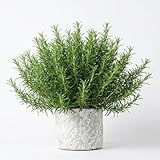 3 Upright Rosemary Plants Live for Indoor Outdoor Planting, Cold Hardy, 4-6' in Tall, Culinary and Ornamental, Fast-Growing