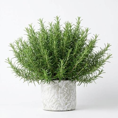 3 Upright Rosemary Plants Live for Indoor Outdoor Planting, Cold Hardy, 4-6' in Tall, Culinary and Ornamental, Fast-Growing