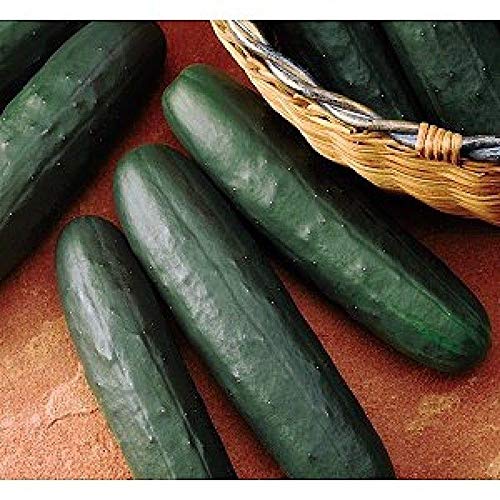 Semillas De Pepino Vodohray F1 – Sobre De 1 G (30 Semillas) – Híbrido Productivo