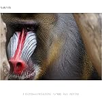 SONY E 55-210mm F4.5-6.3 Lens for SONY E-Mount Cameras (Black) (Renewed) - Image 4