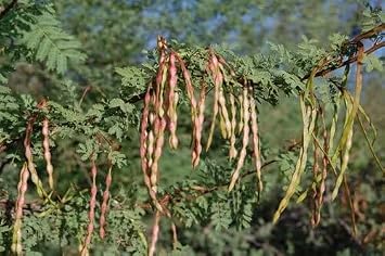 White Thorn Acacia Tree Seeds Acacia constricta - 35 Seeds for Resilient Gardens
