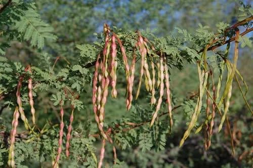 White Thorn Acacia Tree Seeds (Acacia constricta) - 35 Seeds for Resilient Gardens