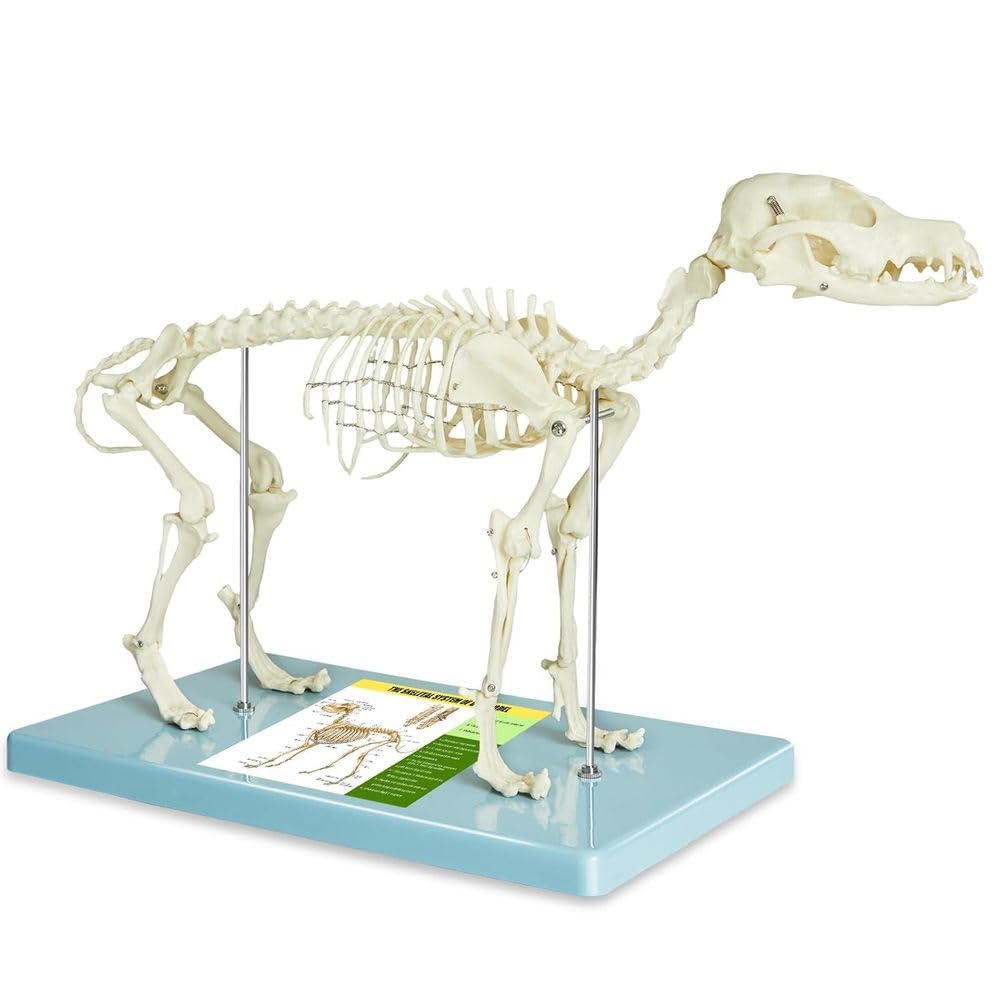 Modell eines Hundeskeletts, Hundeskelett-Anatomiemodell 12,5" X19,6 X9,4, Hundeanatomiemodell mit abnehmbarem beweglichem Kiefer anatomische Anzeige für Veterinärlehre akademisches Labor