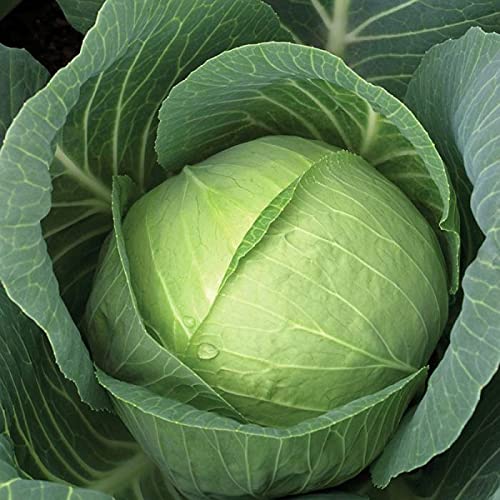 Plantogallery® Vegetable Seeds | Chinese Cabbage F1 Hybrid | Vegetable Seeds for Home Garden | Cabbage Seeds (B09H4B7V14) Amazon Price History, Amazon Price Tracker