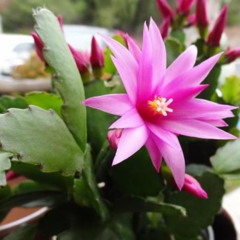 Pink Easter Cactus Plants Live, Easter Cactus Plant, 4 to 6 Inch Tall Pink Spring Cactus Plant Perennial Flower Easter Cactus Plants for Indoor Garden