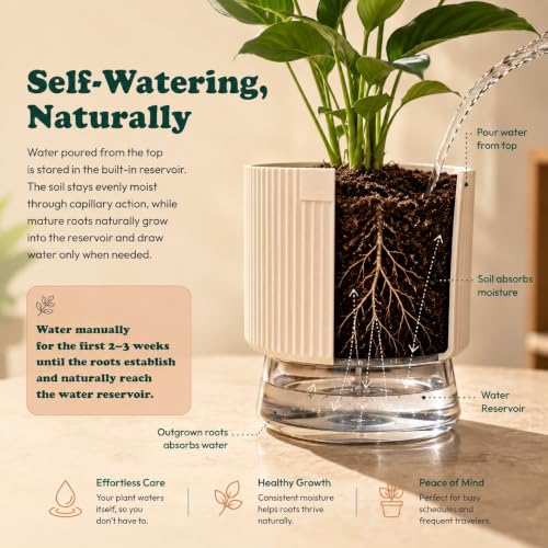 Image of Ugaoo Indoor Plants Combo of 4 for Office Desk | Aglaonema Red, Syngonium Pink Neon, Money Plant N'Joy & Philo Oxycardium Green in Self Watering Kyoto Pots - Terracotta