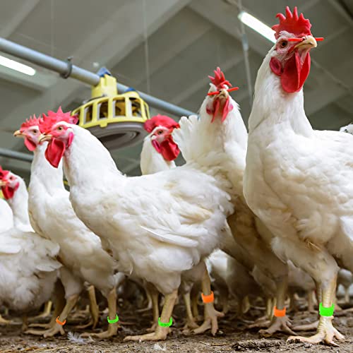 EATHEATY 300 peças de faixas de perna de frango com 3 cores, anéis numerados para perna de frango, a
