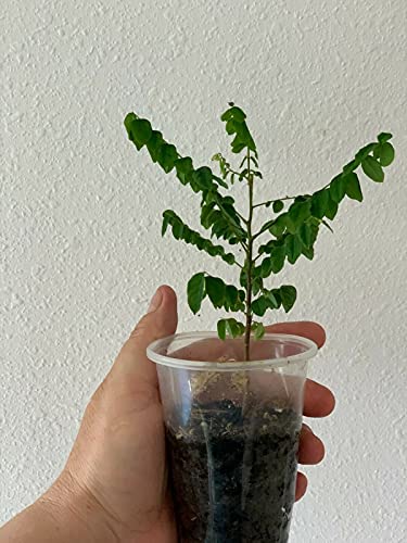 Mini Garden Star Fruit_Tree - CÃ¢y Khe - 1 Starter - 4" to 6" Tall - Ship in 3" Pot (1 Plant)