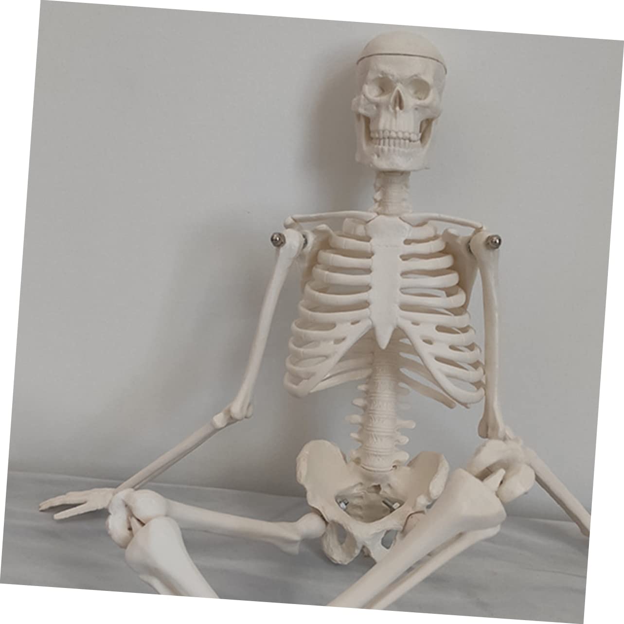 Gatuida Menschliches Skelettmodell Aus Robustem Pvc Bewegliche Arme Anatomisches Wissenschaftliches Modell Leicht Zu Reinigen Bewegen