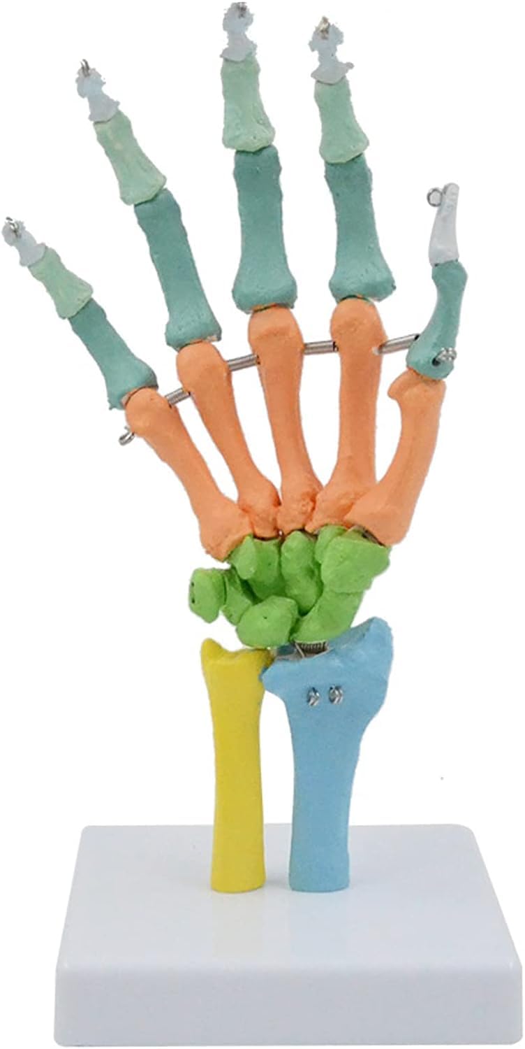 Modelo de Esqueleto anatómico de Mano, anatomía Humana Coloreada con Base para Estudio, exhibición, enseñanza, Modelo anatómico.