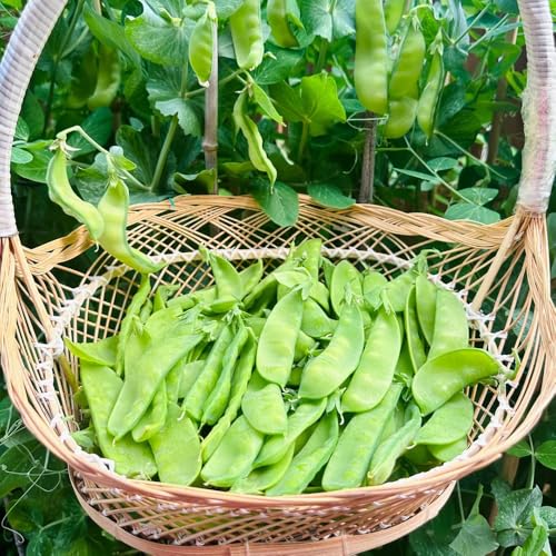 120 piezas semillas de tirabeques organicas - resistentes al invierno para balcones, semillas organicas jardin balcon de guisantes, salada bonsai