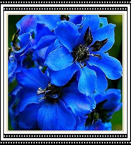 Resistente al frío - Raíz de clemátide - vertical - Decoración paisajística de terraza de jardín - / [CXXFGFT].-6 Bulbos-B