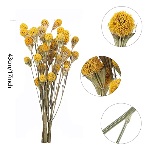 Xhxstore 40 Pcs Dried Flowers Bouquet Natural Craspedia Billy Balls Bulk Yellow Fake Flowers Dried Floral Arrangements For Wedding Centerpiecs Party Diy Home Decor (17 Inch) #TOP6