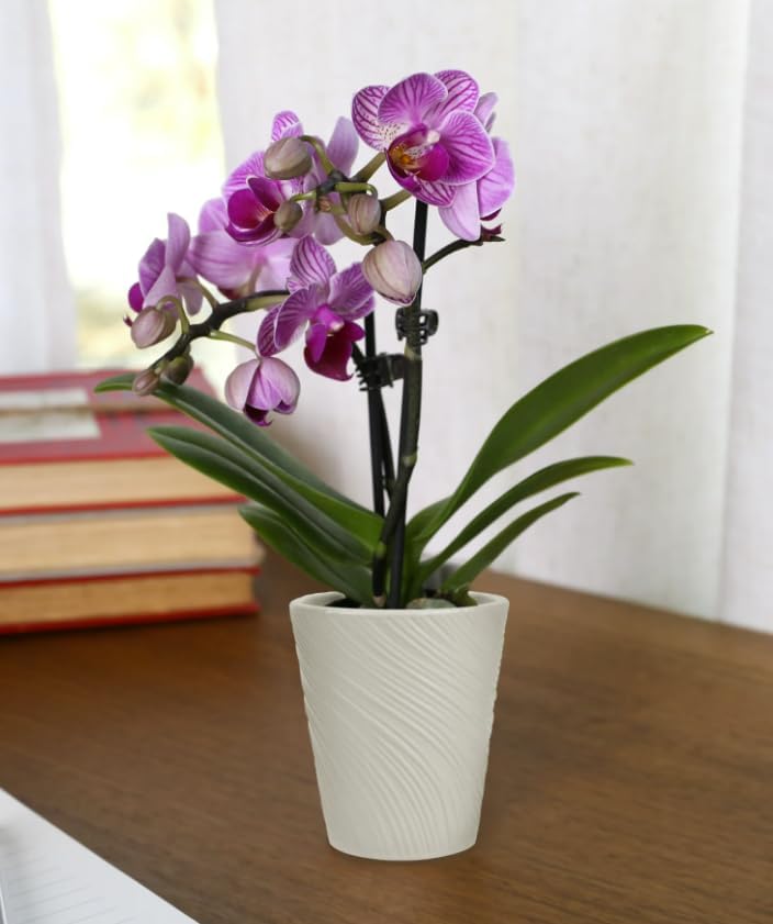 2.5" Purple Mini Orchid in White Ceramic Pot, Live Indoor Plants, House Plant or Office, California Delivery