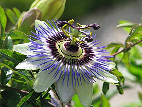 Raise Me Up: Seeds Purple Passionflower Vines Maypop Wild Apricot Perennial Flowers #TOP1