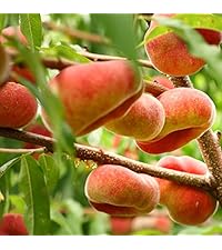 Amazon.co.jp: ITANSE 桃の苗木 蟠桃(ばんとう)【品種で選べる