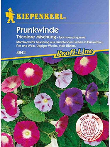 Ipomoea purpurea Prunkwinde Tricolore Mischung