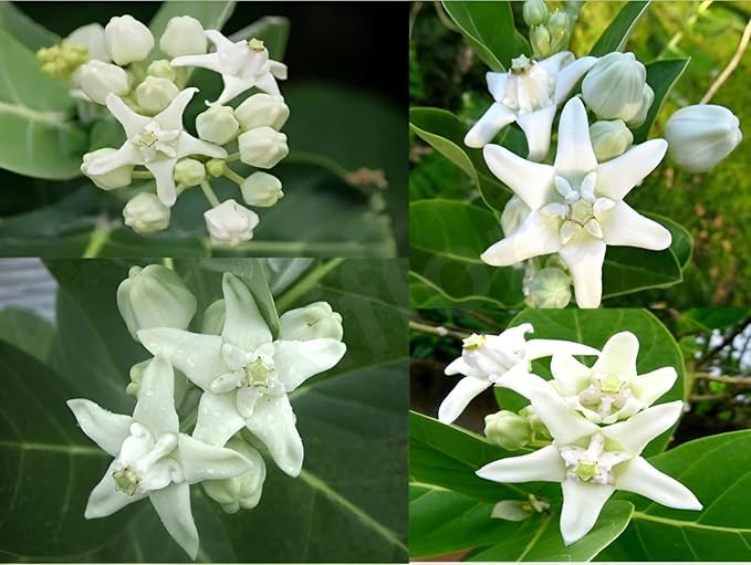Live White Aakda | Safed Akaua | White Aak Calotropis Gigantea Medicinal Plant with Nursery Pot-image-15