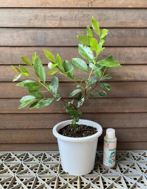 Amazon.co.jp: ストロベリーグアバ（赤実グアバ）5寸鉢植え ：熱帯果樹