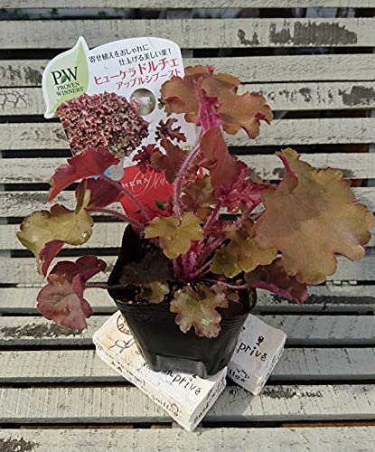 オールド・バカラ ジョルジュ・シュバリエ 植物文 大型 デカンタ 23cm Amazon | オールドバカラ ジョルジュシュヴァリエ グリーン