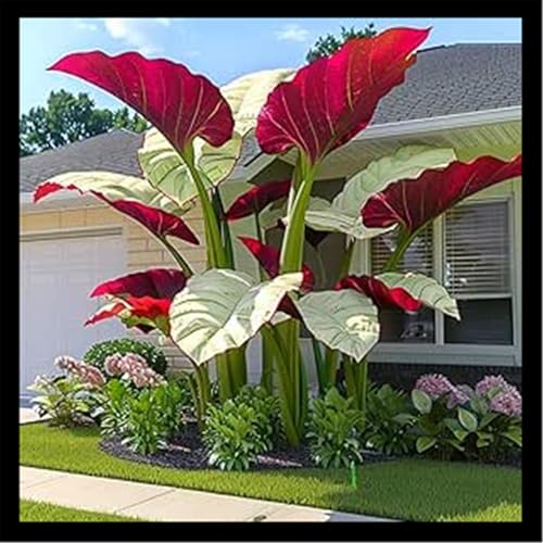 Rara Hosta a Orecchio di Elefante/Perenne/Resistente al freddo/Adatta per piantagioni all'aperto/Foglie grandi/Esteticamente sbalorditiva-H-3 Rizoma