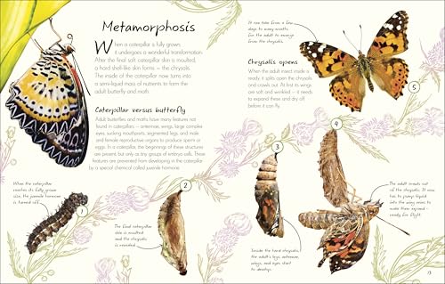 Image of An Anthology of Butterflies and Moths: A Collection of Butterflies and Moths from Around the World (DK Little Anthologies)