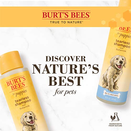 Burt's Bees For Dogs Natural Tearless Puppy Shampoo With Buttermilk | Shampoo For Dogs And Puppies | Puppy Shampoo Gentle On Skin And Fur | Cruelty, Sulfate & Paraben Free - Made In Usa, 16 Ounces #TOP5