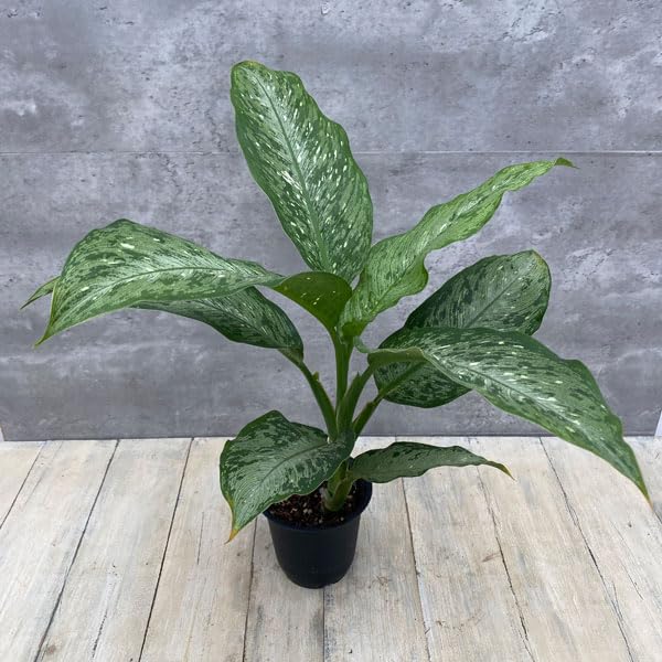 Amazon｜ディフェンバキア：ティキ（Tiki） 4号[観葉植物