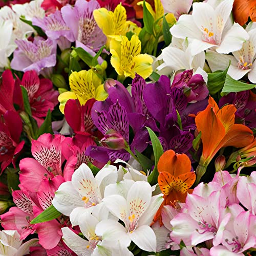 5 Garden Ready Alstroemeria Plants | Outdoor Flowering Plant Collection in Pots for Flower Beds Borders & Containers - 9cm Pots