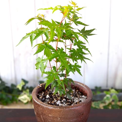 イロハモミジ 3寸 苗 1株 はなみどりのサムネイル